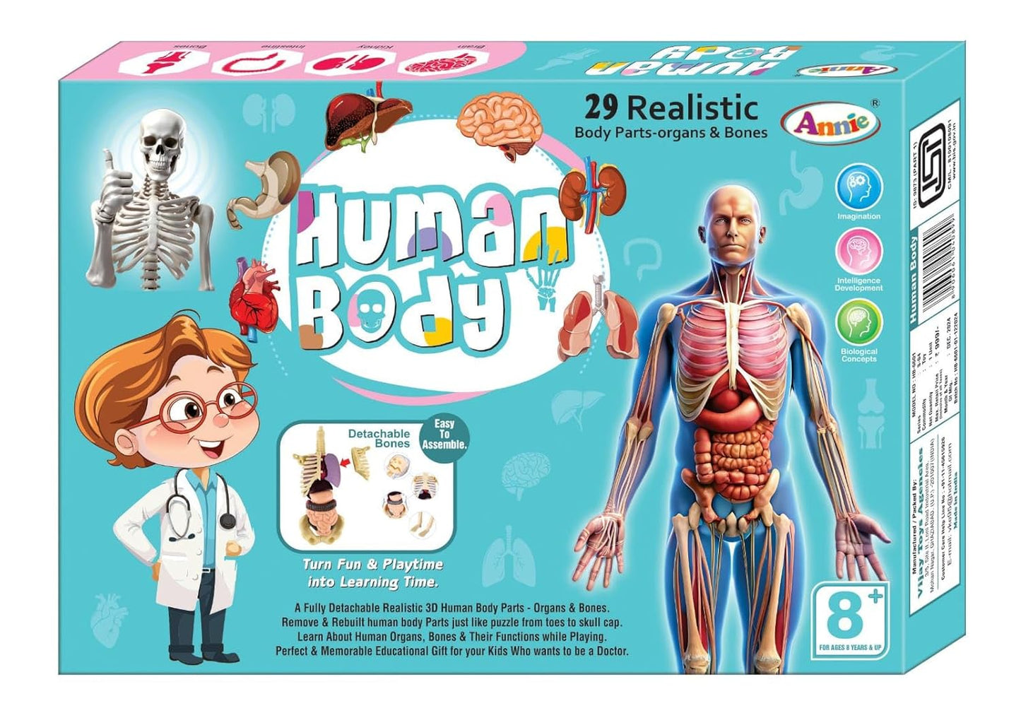 Human Body Model for Kids (Human Body)