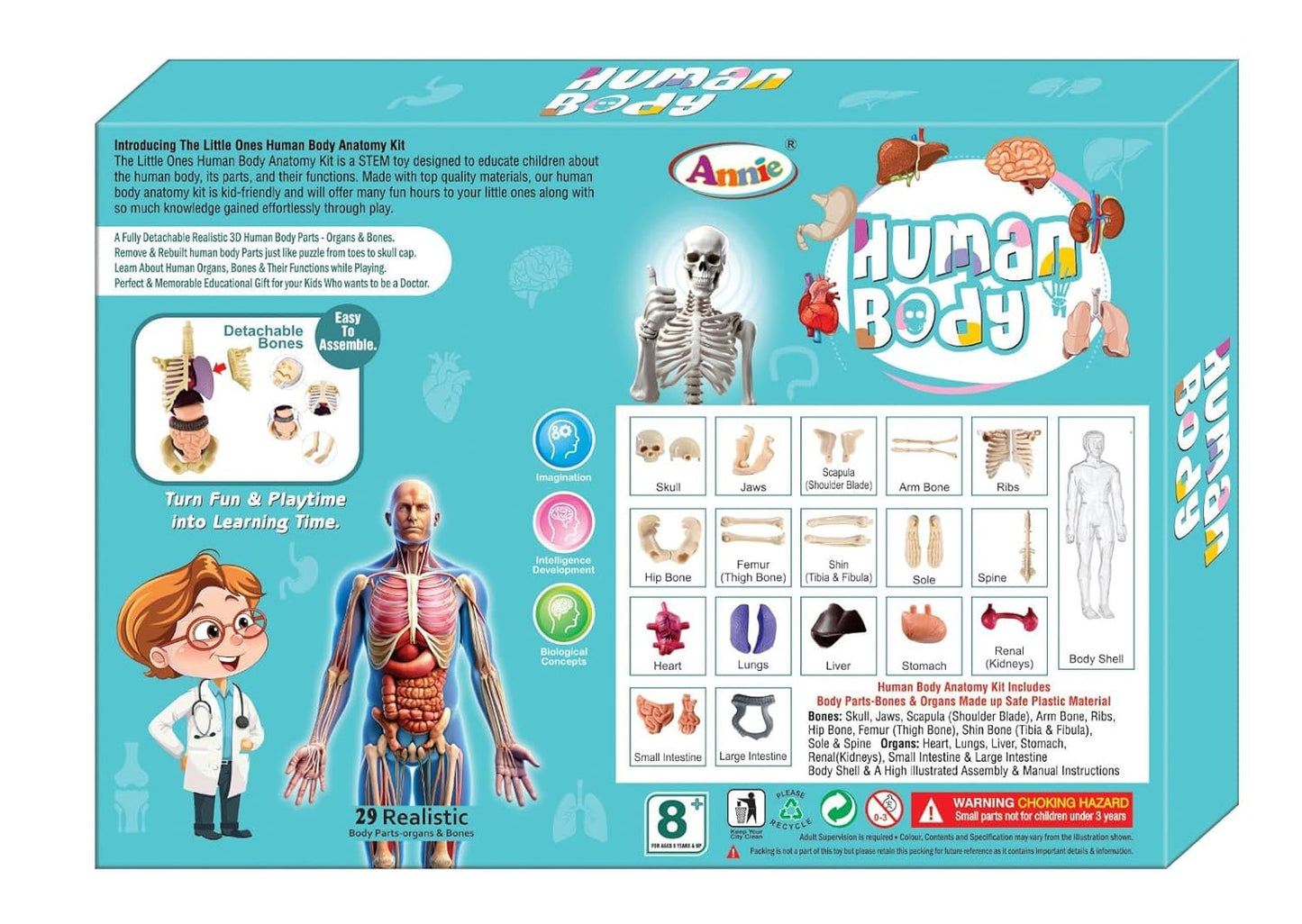 Human Body Model for Kids (Human Body)