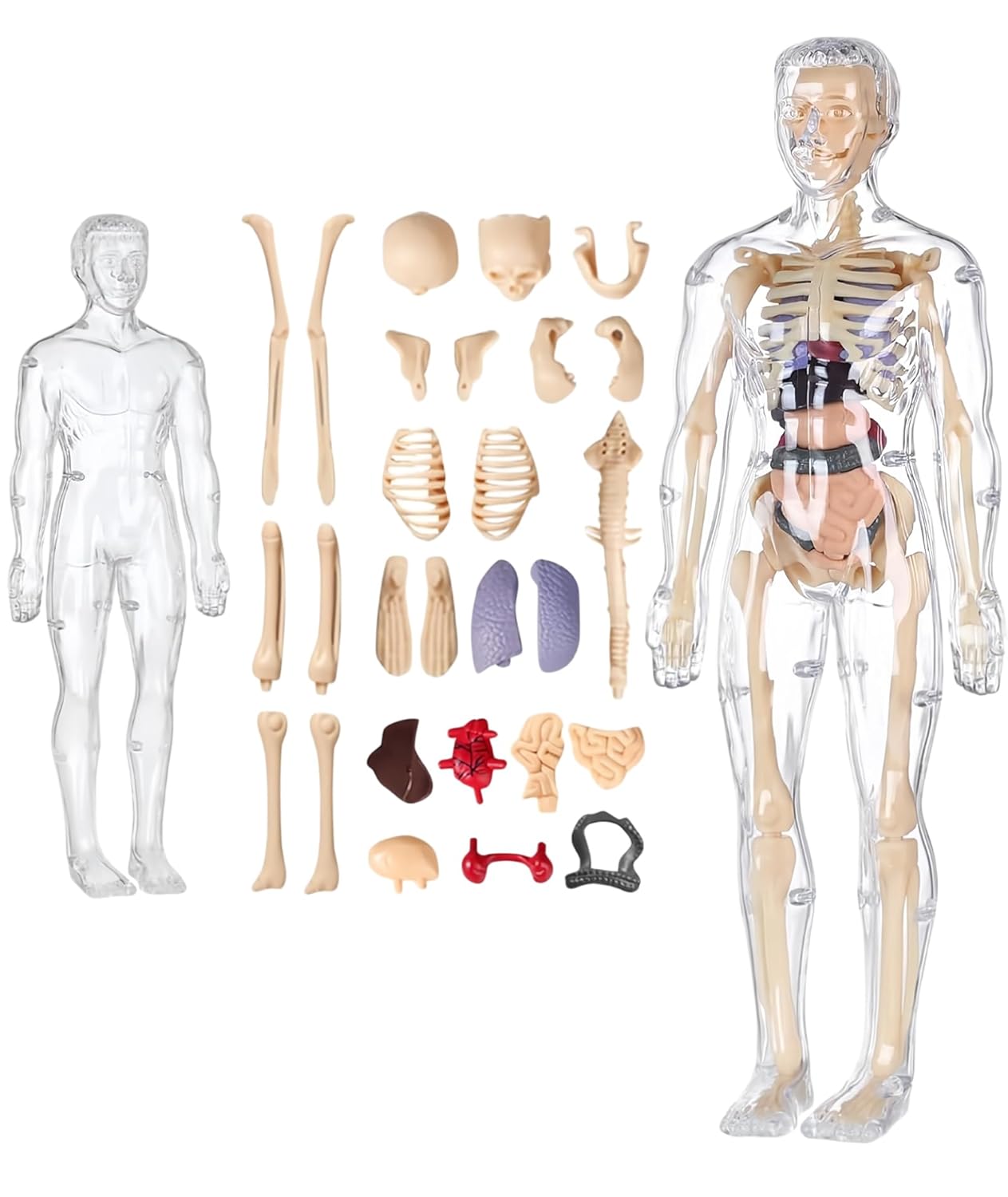 Human Body Model for Kids (Human Body)
