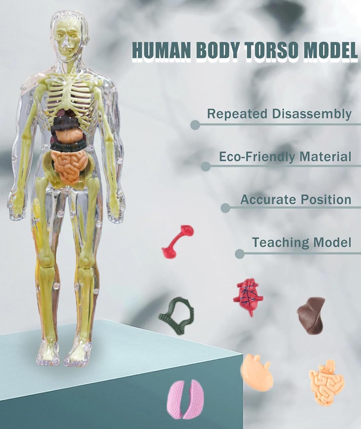 Human Body Model for Kids (Human Body)