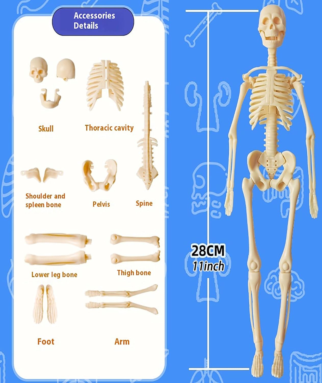 Human Body Model for Kids (Human Body)