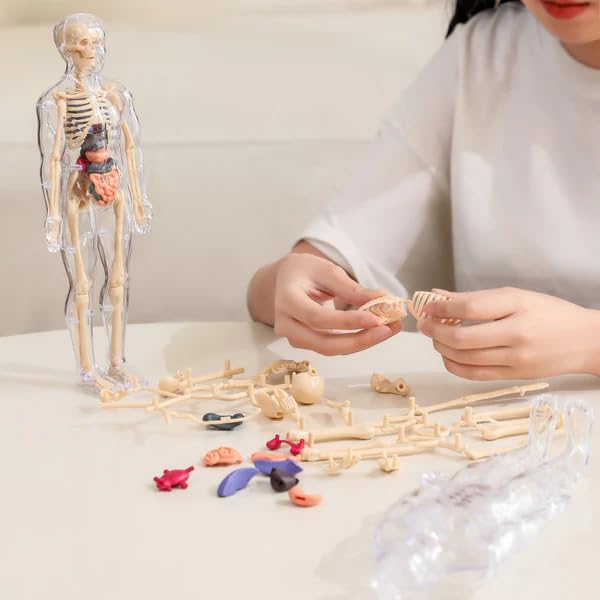 Human Body Model for Kids (Human Body)