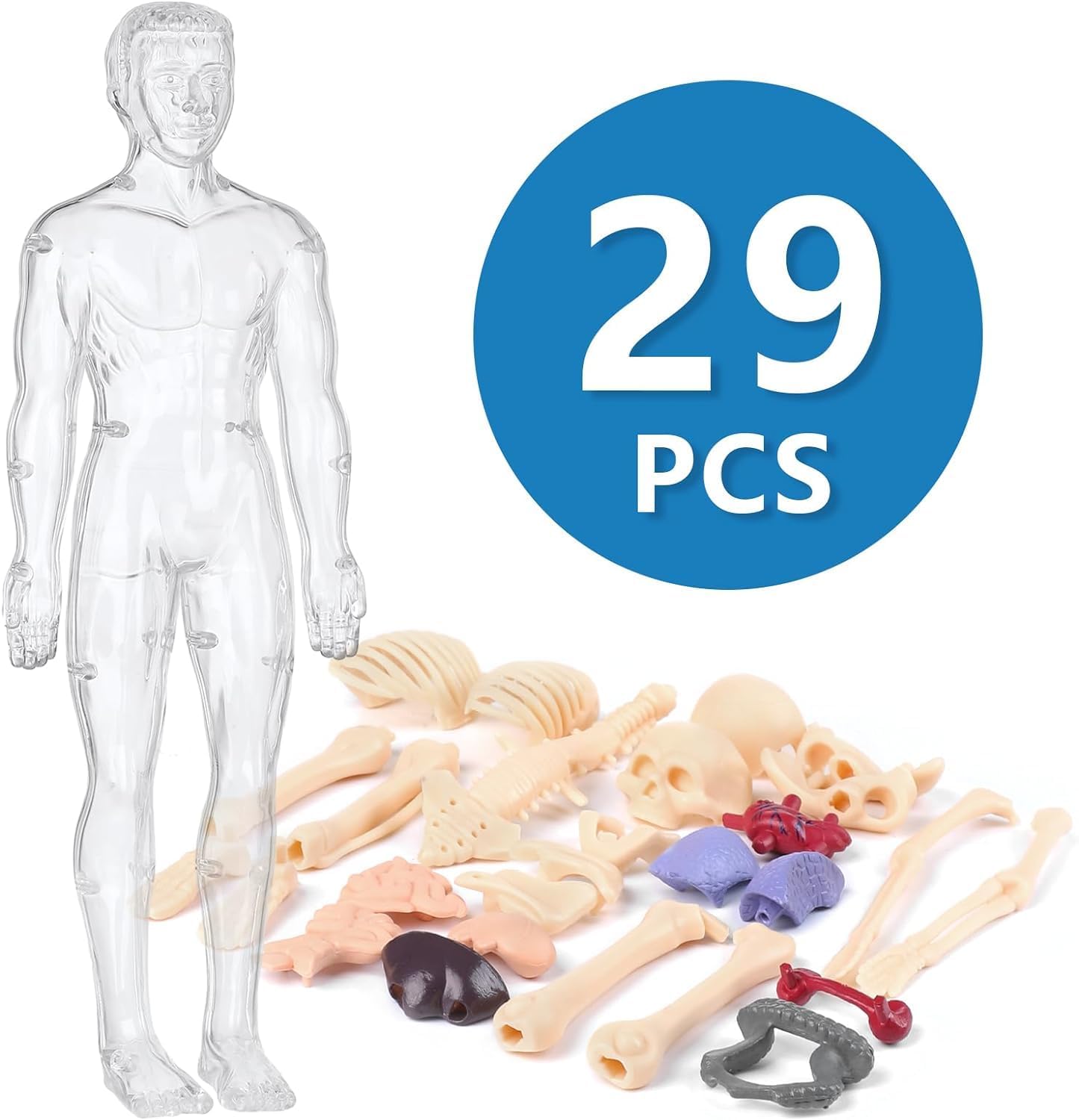 Human Body Model for Kids (Human Body)