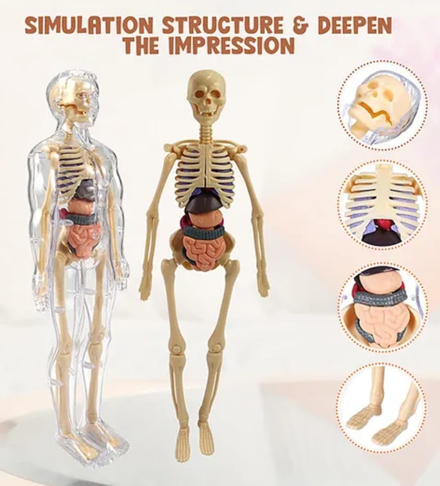 Human Body Model for Kids (Human Body)